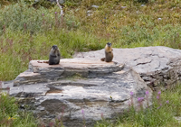 Mountain Ewoks